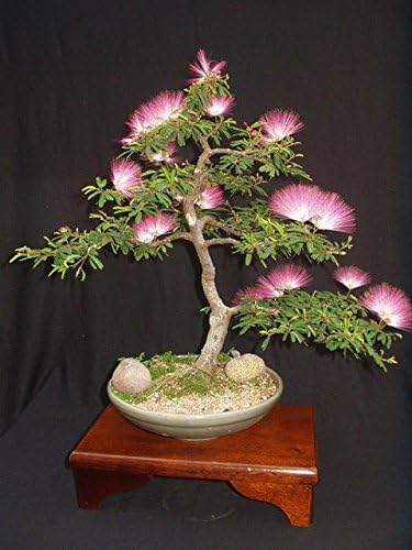 Pink Tin Albizia Julibrissin Mimosa Bonsai Persian Silk Tree 10 Seeds Amazon De Garten Pink Tin Albizia Julibrissin Mimosa Bonsai Persian Silk Tree 10 Seeds Amazon De Garten