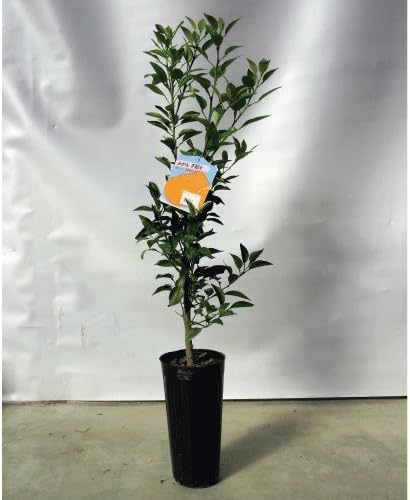 Amazon 柑橘類の苗 じゃばら 2年生苗木 果物