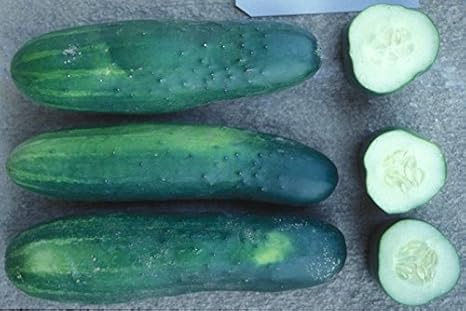 Amazon Co Jp 50 種子 キュウリ 郡フェアf1ハイブリッド ビターフリー ほとんど種なし Home Kitchen