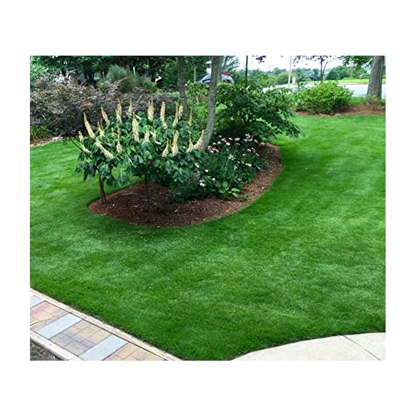 Zoysia Grass SeedsZoysia Emerald Grass1/8 lb