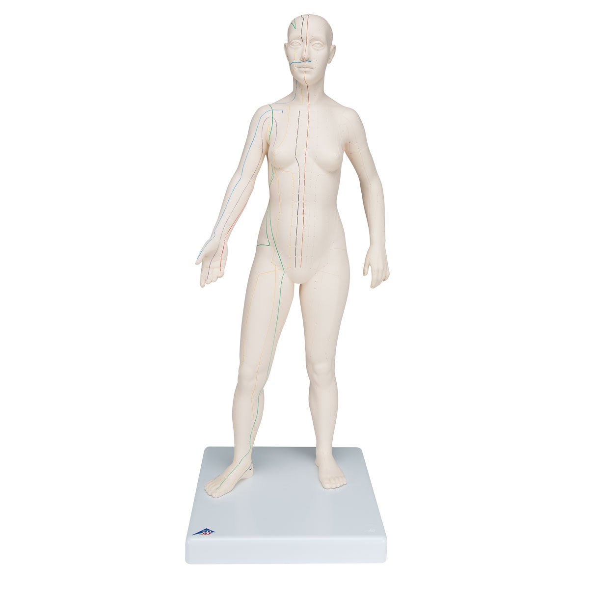 3B Scientific N31 Acupuncture Model, Female