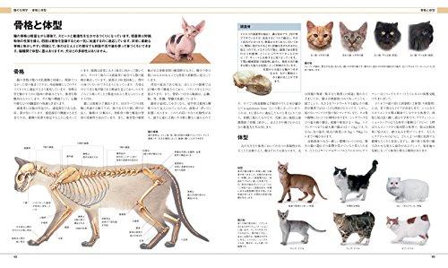 ビジュアル猫種百科図鑑 小島正記 本 通販 Amazon