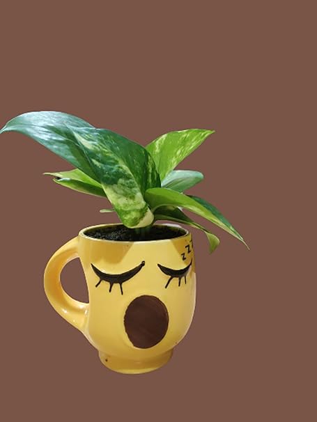 Keep Calm Pothos - Money Plant