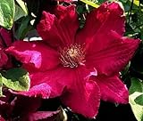 Clematis Ernest Markham Vine - Magenta-Red - 2.5