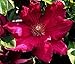 Ernest Markham Clematis Vine - Magenta-Red - 2.5" Pot