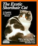 The Exotic Shorthair Cat: Everything About