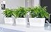 Lechuza 15560 Delta 20 Self-Watering Planter for Indoor and Outdoor Use, 16