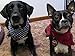 Pet Dog Bandana Scarf Pack - Triangle Bibs Reversible Plaid Printing Kerchief 2 Pcs/Set Accessories for Small to Large Dogs Cats Pet