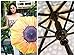 NVLFHY Sunflower Umbrella Three Folding Manual 38inch Windproof Opening and Closing Anti-Ultraviolet Sun Rain Umbrella for Woman (Yellow)