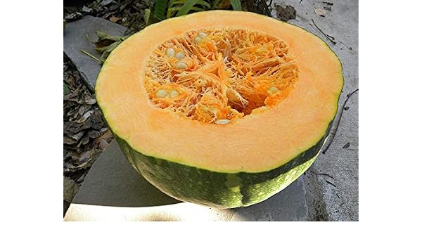 Portal Cool 10 Calabaza Amarillo Di Napoli Semillas Semillas ...