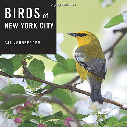 Download Birds of New York City Download Birds of New York City