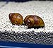 SevenSeaSupply 3 Live Tiger Nerite Fresh water aquarium snail by