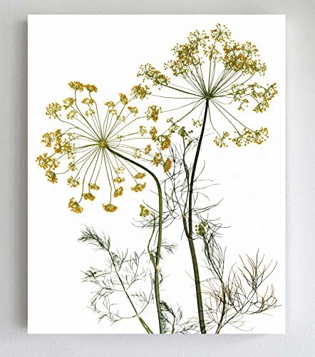 Pressed Dill Flowers Giclee Print - Unframed - 8X10 or 11X14 - Kitchen Herb Wall Art - Garden Art