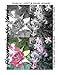 Flowers In My Yard (Grayscale coloring) (Volume 1) by 