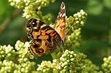 National Geographic - The American Painted Lady Butterfly (vanessa Virginiensis) Visiting Flowers for Nectar in a Meadow Vinyl Wall Sticker - 24