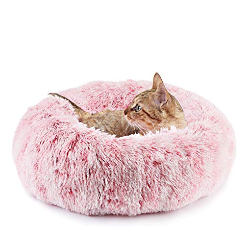 dog and cat beds
