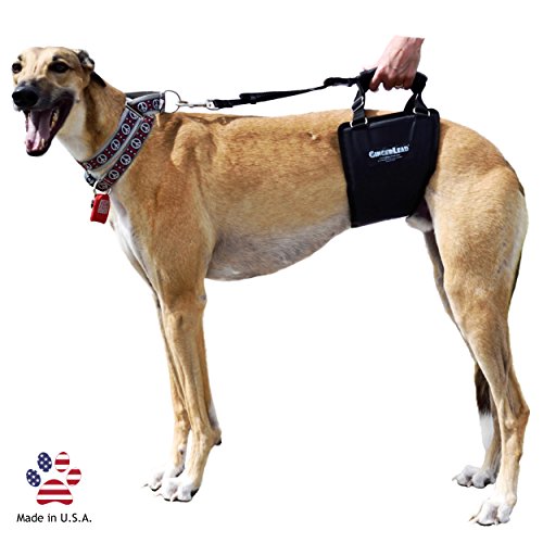 GingerLead Dog Support & Rehabilitation Harness with Stay on Straps - Tall Male Sling - Ideal for aging, disabled, or injured dogs needing assistance with their balance and mobility