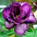 Adenium Obesum Desert Roses Rare www QUATRO-KING-MAGENTA-us