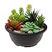 MUZHI 12PACK Matte Black Succulent Bonsai Round Planter Bowl Pot with Drainage, Plastic Cactus Flat Garden Plant Bowl Pots 6.3”