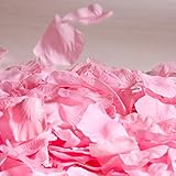 Pink Rose Petals