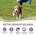 Wellness Complete Health Small Breed Dry Dog Food with Grains, Natural Ingredients, Made in USA with Real Turkey, For Dogs Up to 25 lbs. (Puppy, Turkey, Salmon & Oatmeal, 4-Pound Bag)