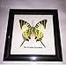 FRAMED REAL BEAUTIFUL FIVEBAR (YELLOW) SWORDTAIL BUTTERFLY DISPLAY INSECT TAXIDERMY 5