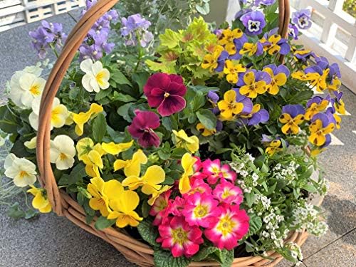 はなみどり 季節のおまかせ寄せ植えセット 8株 花苗 園芸 ガーデニング Otcon Com