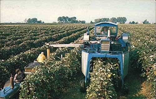 Grape Harvester Fruit Original Vintage Postcard At Amazon S
