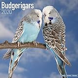 Budgerigars Calendar - Parakeet Calendars - Calendars 2019 - 2020 Wall Calendars - Bird Calendars - by
