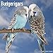 Budgerigars Calendar - Parakeet Calendars - Calendars 2019 - 2020 Wall Calendars - Bird Calendars - by