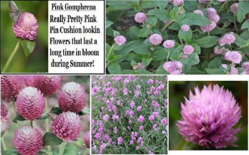 Pink Gomphrena Very Pretty Pink Pom Pom Blooms on Green Foliage Over 25 Seeds
