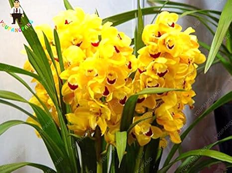 100 semillas amarillas de la mariposa