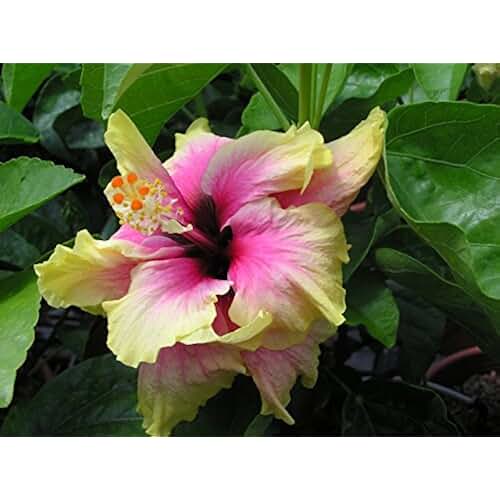 dinner plate hibiscus plant