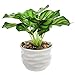 MyGift Modern 4 Inch Small Tabletop Potted Artificial Plant/Faux Home Greenery w/White Ridged Ceramic Pot