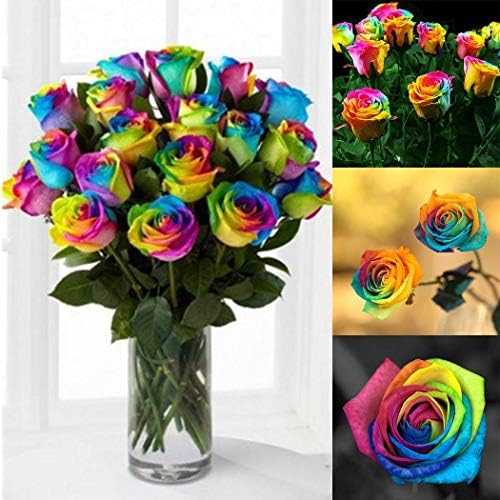 Lioder Seeds Garden - Imported Rare Rose Bushes Rainbow Promise Rose Flower Seed Perennial Plant Seeds Bonsai Plants
