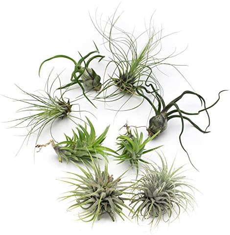 MakersKit Bulbosa Live Air Plant Collection, Set of Eight + Free Organic Plant Food Pod