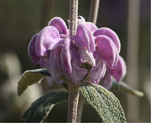 Jerusalem Sage 'Pink' (Phlomis Tuberosa L.) Flower Plant Seeds, Perennial Heirloom