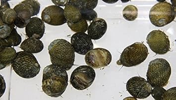 Amazon 宅配便ver 石巻貝 イシマキガイ １匹 A 補償分 注文数によって個数は変動 生体 三九屋 生き物 通販