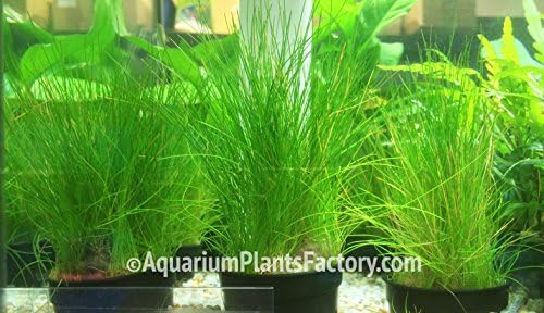 Dwarf Hairgrass Potted (Eleocharis Parvula) - Foreground Live Aquarium Plants Freshwater Aquatic Water Plants Decorations