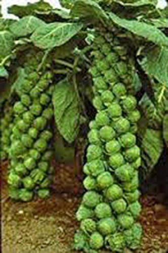 PBHKP Brussel Sprout Seed, Catskill, Heirloom, Organic, Non GMO, 500 Seeds, Sprouts