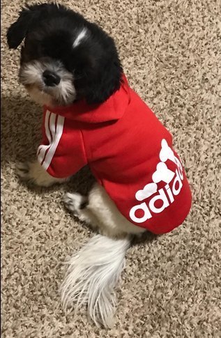 Moolecole Adidog Pet Dog Hooded Clothes Apparel Puppy Cat Warm Hoodies Coat Sweater for Small Dogs(M, Red)
