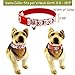 Bolbove Big Christmas Hat and Santa Collar with Bell for Medium to Large Dogs (Large)