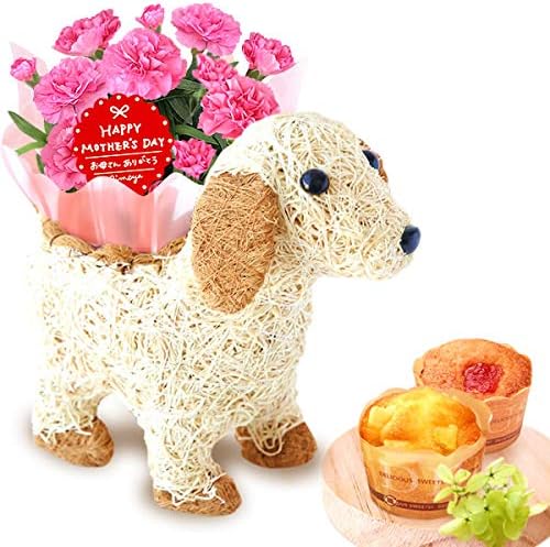 Amazon 母の日 の プレゼント カーネーション3号鉢 おいもやケーキ洋菓子 花とスイーツ 花鉢 生花 母の日ギフト アニマル 動物 犬 3号鉢 カーネーションピンク イヌ白 おいもや 洋菓子ギフト 通販