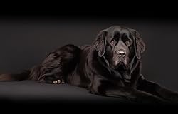 Kate Seamless Paper Backdrops for Photography Black