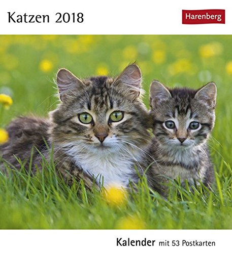 Katzen Kalender 2018 Kalender Mit 53 Postkarten Amazon De Bucher
