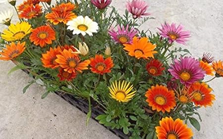 Livox GAZANIA COLOUR MIXED FLOWER SEED Seed (25 per packet)
