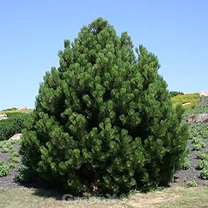 Zwerg Schlangenhautkiefer Zwerg Panzerkiefer 60-70cm - Pinus heldreichii Compact Gem