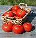 David's Garden Seeds Tomato Slicing Mountain Fresh Plus D3808CZ (Red) 25 Hybrid Seeds