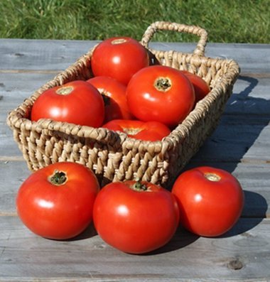 David's Garden Seeds Tomato Slicing Mountain Fresh Plus D3808CZ (Red) 25 Hybrid Seeds David's Garden Seeds Tomato Slicing Mountain Fresh Plus D3808CZ (Red) 25 Hybrid Seeds