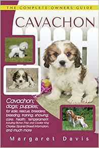rescue cavachon